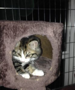 2016 DONALD TRUMP"MAKING AMERICA GREAT AGAIN" for PRESIDENT OVAL CAMPAIGN BUTTONS, from PASADENA SPORTS - USA 5 71qeFlG2lL