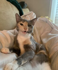 Natural Balance Limited Ingredient Adult Grain-Free Wet Canned Cat Food, Salmon & Green Pea Recipe, 5.5 Ounce (Pack of 24) 23 71qhfrdQYkL