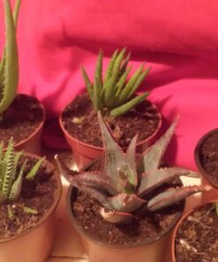 3 Different Aloe Plants - Easy to Grow/Hard to Kill! - 3" Pots 18 71qhtUajQDL