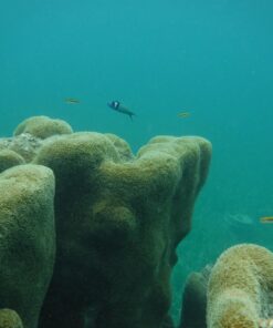 Fujifilm FinePix XP80 Waterproof Digital Camera with 2.7-Inch LCD (Yellow) Yellow 95 71qjXABNDhL