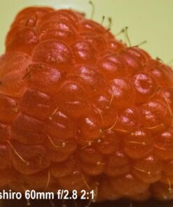 Oshiro 60mm f/2.8 2:1 LD UNC Manual Ultra-Macro Lens Compatible with Sony E-Mount a9, a7r, a7s, a7, a6600, a6500, a6400, a6300, a6000, a5100, a5000, a3500, a3000 Mirrorless Cameras (EOS-E) 71 71qjfqyaJWL