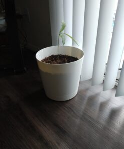 Novelty Majestic Full Depth Round Cylinder Pot, Glossy White, 6-Inch (10062) 27 71qp42u rbL