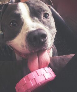 KONG Puppy Tires - Durable Puppy Chew Toy - Soft Rubber Treat Toys for Puppies & Dogs - Stuffable Dog Chew Toy - Puppy Teething Toy for Fetch & Mental Enrichment - Tire Chew Toy - Medium/Large Puppies 48 71qq8dElpaL 2