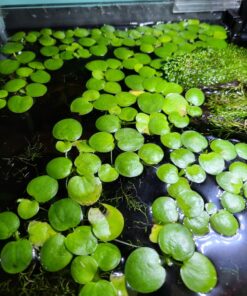 12 Amazon Frogbit (Limnobium Laevigatum), Live Aquarium/Aquatic Floating Plant by G&Z 34 71qsHK B2zL
