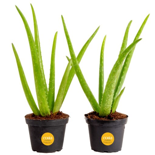 Costa Farms Aloe Vera (2 Pack), Live Succulent Plant, Easy Care Indoor Houseplant in Grower Pot, Natural Room Air Purifier in Soil, Living Room or Office Décor, New House Warming Gift, 12-Inches Tall Nursery Pot (2-Pack) 10-12 Inches Tall