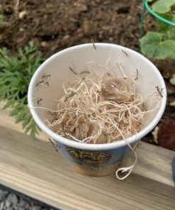 Praying Mantis Egg Case with Hatching Habitat Cup - 2 Praying Mantids Egg Cases 2 Egg Pod Habitat Cup 32 71r1hJRpPL