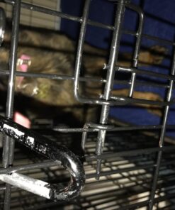 Dog Crates for Extra Large Dogs - XXL Dog Crate 48" Pet Cage Double-Door Best for Big Pets - Wire Metal Kennel Cage & Tray - in-Door Foldable & Portable for Animal Out-Door Travel 48.0"L x 29.0"W x 32.0"H 33 71r66tmXFZL 1