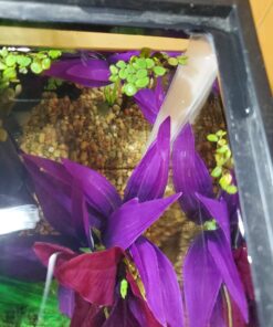 12 Water Spangles (Salvinia Minima), Live Aquarium/Aquatic/Floating/Pond/Freshwater Plant by G&Z 41 71r6Mgo3YEL