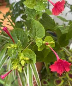 Wildflower Seeds Butterfly and Humming Bird Mix - Large 1 Ounce Packet 7,500+ Seeds - 23 Open Pollinated Annual and Perennial Species 1 Ounce Pouch 40 71r72jTayL