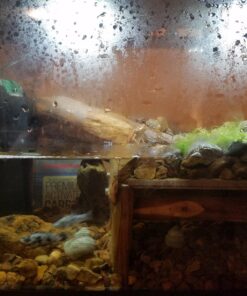 MarineLand Diamond Media Premium Activated Carbon, Blacks & Grays, 40-Ounce (PA0373) 30 71r7JTCEc0L