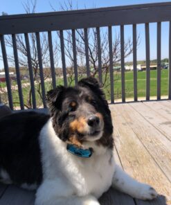 Dog Bark Collar - Stop Dogs Barking Fast! Safe Anti Barking Devices Training Control Collars, Small, Medium and Large pet deterrent. No shock, remote or citronella. Sound, vibration training device 32 71r7bRKhPAL