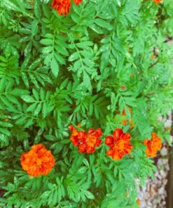 French Marigold Sparky Mix Seeds, Over 5,000 Seeds by Seeds2Go 29 71r7oLFxMcL