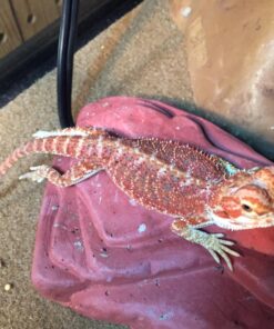 Zoo Med Repticare Rock Heater 1 Count (Pack of 1) 15 71r7usexCL