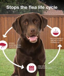 Bayer Animal Health Advantage II Large Dog 4-Pack 13 71r9A4SZxYL