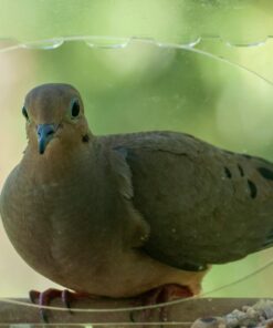 Large Clear Window Bird Feeder - Extended House with Strong Suction Cups - Steel Perch Sliding Feed Seed Tray - See Through Transparent Big Birdhouse - Wild Finch, Cardinal, Blue Jay - Cool Cat Gift 79 71rB4pLjwiL