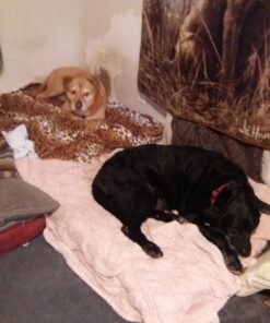 ZINUS 5 Inch Memory Foam Mattress, Fiberglass Free, Bunk Bed, Trundle Bed, Day Bed Compatible, Twin, White 57 71rFJAC1ysL