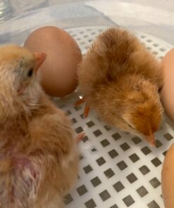 iTavah Egg Incubator, Chicken Incubators for Hatching Eggs with Automatic Egg Turning and Temperature Control, 9-12 Eggs Poultry Hatcher for Chicken Duck Bird 38 71rHKickOmL