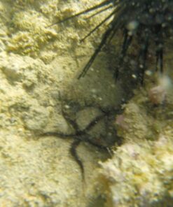 GoPro HERO Session Waterproof Digital Action Camera Camera Only 39 71rJopbvngL