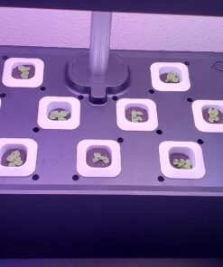 Indoor Garden Hydroponics Growing System, DUESI Upgrade 12 Pods Plant Germination Herb Kit with LED Grow Light, Hydrophonic Planter Grower Harvest Vegetable Lettuce for Hydroponic Gardeners (12 Pods) 48 71rKURu1sL