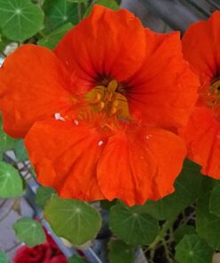 Seed Needs, Edible Wildflower Seed Packet Collection (7 Varieties of Flower Seed for Planting) Non-GMO & Untreated - Includes Viola, Pansies, Chives, Borage, Calendula, Nasturtium and Bee Balm 28 71rNHDzLPL