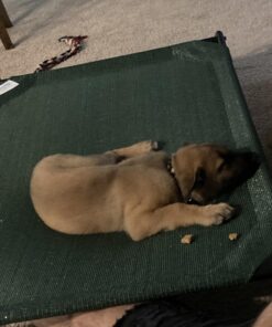 Coolaroo Gale Pacific The Original Cooling Elevated Dog Bed, Indoor and Outdoor, Large, Brunswick Green, 51.00" x 31.50" x 8.00" 51.0"L x 31.5"W x 8.0"Th 43 71rOEBzK51L