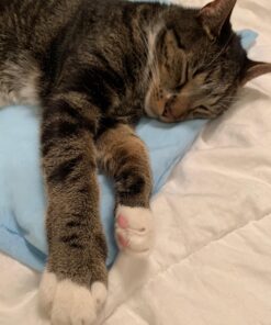 Sunbeam Heating Pad for Pain Relief | Standard Size Ultra Heat, 3 Heat Settings | Light Blue, 12 Inch x 15 Inch UltraHeat, 12 x 15 41 71rQ7OpBNRL