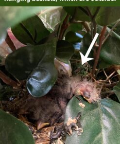 Nearly Natural Bougainvillea Basket Silk 1 Artificial Hanging Plant, 32 x 32 x 24, Green, Pink 43 71rRbL OKiL
