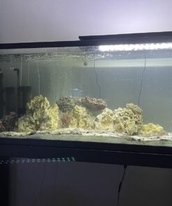 Chemi-Clean - 2 g 2g 65 71rTSuFXdLL