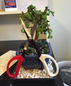 Brussel's Bonsai TO6265 Brussel's 8-Inch Pruning Shear Bonsai Tool 5 71rTb9XMj6L