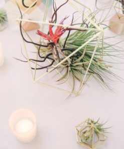 Air Plants Tillandsia Assortment 10 Pack Easy Houseplants for Beginners Small to Medium 1.5"-6"+ 27 71rVLIYp8BL