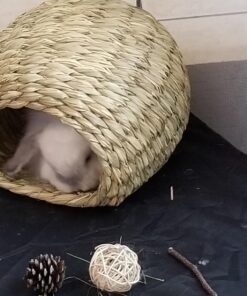 Oxbow Animal Health Timothy Hay Bungalow - Large Large (Pack of 1) 28 71rZfSZ50iL