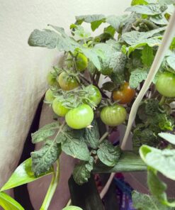 AeroGarden Red Heirloom Cherry Tomato Seed Pod Kit for AeroGarden Hydroponic Indoor Garden, 6-Pod 45 71rbQgQ6qXL