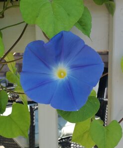 Seed Needs, Large 2.1 Ounce Package of 30,000+ Dazzling Blue Wildflower Seeds for Planting (99% Pure Live Seed Butterfly Attracting Wildflower Mixture - NO Filler) - Bulk 39 71rfcTT4qL