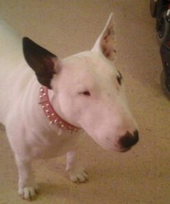 Dutchy Brand Pets Lovers Club Durable Dog Seatbelt - Heavy Duty Strap, Reflective Lines, 2 Adjustable Sizes (15-25in or 22-37in) Fits Small, Medium, Large, Extra Large Dogs Red with Reflective Stripes 28 71rlFnPtsHL