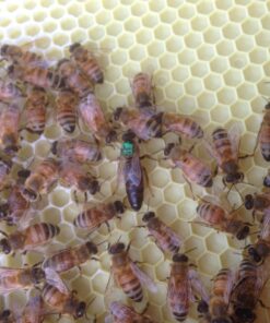 Beekeeping For Dummies 3 71rp4hW6bzL