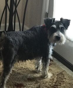 Wondercide - Flea, Tick & Mosquito Spray for Dogs, Cats, and Home - Control, Prevention, Treatment - with Natural Essential Oils - Pet and Family Safe - Peppermint 16 oz 31 71rpe4Qjc6L