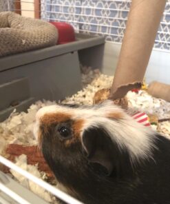 Kaytee Clean & Cozy White Small Animal Bedding 85 Liters 51 71rpu3w5LL 1