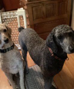 Pet 'n Shape Chik 'N Rice Dumbbells - All Natural Dog Treats, Chicken, 32 oz 2 Pound (Pack of 1) 38 71rq9FpSn6L