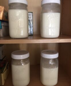 Live Milk Kefir Grains - Live Probiotic Culture 30 71rqY4DpybL