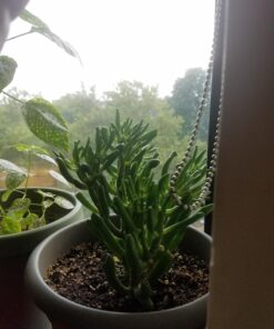 Espoma Organic Potting Soil Mix - All Natural Potting Mix For All Indoor & Outdoor Containers Including Herbs & Vegetables. For Organic Gardening, 8qt. bag. Pack of 1 47 71rs5gAIGSL 2