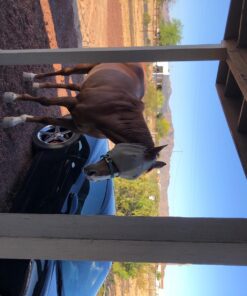 Manna Pro Bite-Size Peppermint Flavor Nuggets | Packed with Vitamins and Minerals | 1 Pound 26 71rzGphKSL