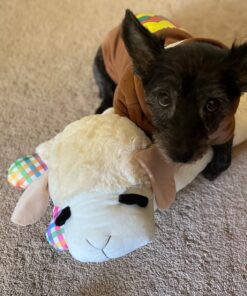 Zesty Paws Calming Chews for Dogs Composure & Relaxation for Everyday Stress & Separation Advanced Melatonin 90 Count Turkey - Melatonin 90 Count (Pack of 1) 43 71rzQy18tL