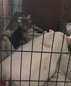 Dog Crates for Extra Large Dogs - XXL Dog Crate 48" Pet Cage Double-Door Best for Big Pets - Wire Metal Kennel Cage & Tray - in-Door Foldable & Portable for Animal Out-Door Travel 48.0"L x 29.0"W x 32.0"H 28 71rzTTtpcQL