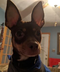 Nylabone Wishbone Power Chew Dog Toy Medium/Wolf (1 Count) Medium up to 35 lbs. 34 71rzkLyDYYL