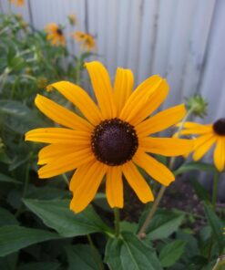 Kodak PIXPRO Friendly Zoom FZ43-BK 16MP Digital Camera with 4X Optical Zoom and 2.7" LCD Screen (Black) Black 43 71s1Oh6cZ6L