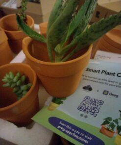 FATPLANTS 10 Living Succulent Cuttings 71 71s53qHKHjL