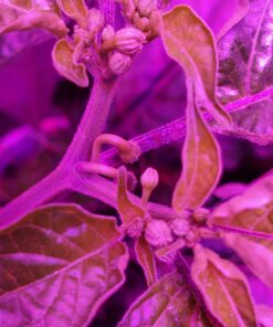 General Hydroponics MaxiGro Plant Food For Vigorous Growth, 2.2 lb 70 71s5pnC1t0L