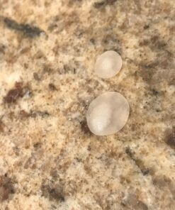 MEDca Acne Care Pimple Patch Absorbing Cover - Hydrocolloid Bandages (36 Count) Two Universal Sizes, Acne Spot Treatment for Face & Skin Spot Patch That Conceals Acne, Reduces Pimples and Blackheads 1 Count (Pack of 36) Round 2-sizes 31 71s5yGIumwL