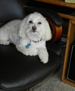 Pogi's Dog Poop Bags with Easy-Tie Handles - 300 Doggy Leak-Proof, Ultra Thick, Scented Poop Bags for Dogs, Cat 300 Count (Pack of 1) 44 71s6EFiaKIL