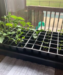 Burpee Self-Watering Seed Starter Tray, 72 Cells 72 Cell Self-Watering Starter 31 71s8WspRz3L